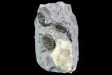 Ammonite Fossil Cluster - Marston Magna Marble #86258-2